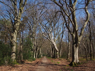 Obraz premium Allée de hêtres dans le bois du Breuil