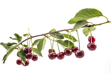 Fresh ripe organic sour cherries on branch with leaves, isolated on a white background - 163771823