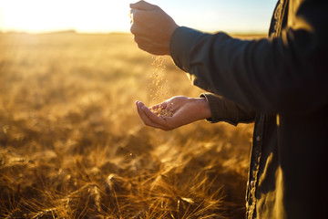 The hands of a farmer close-up holding a handful of wheat grains in a wheat field.
Copy space of...