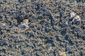 Patterns and Textures of  Rock Covered in Barnacles Background
