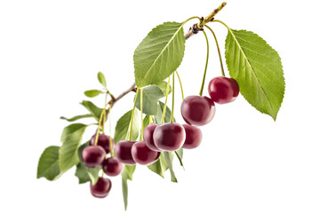 Fresh ripe organic sour cherries on branch with leaves, isolated on a white background - 163771860