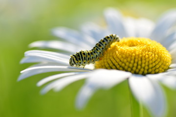 Красивая гусеница на ромашке
