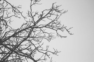 Tree branches silhouette