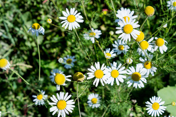 Chamomile flowerbed