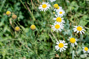 Fototapeta premium Chamomile flowerbed