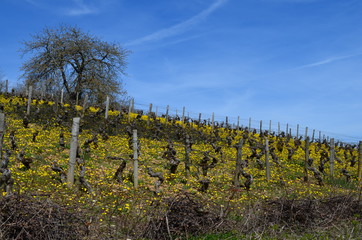 Paysage vignes fleuries au Printemps 