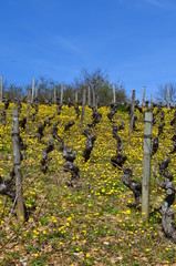 Vignes fleuries au Printemps 