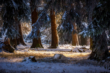 Forêt enneigée
