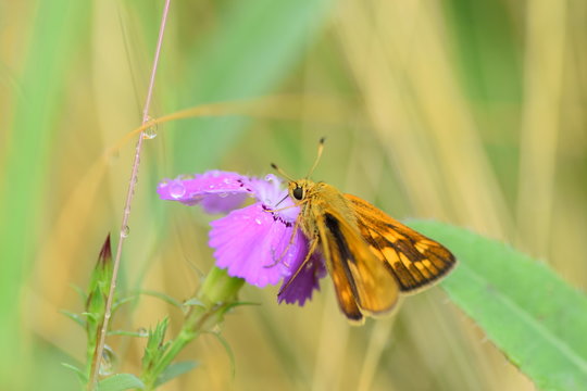 Красивая бабочка сидит на цветке и собирает нектар