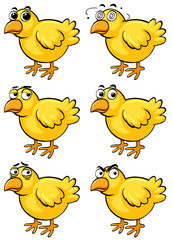 Little chicks with different emotions
