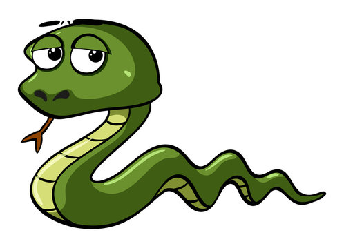 Green snake on white background