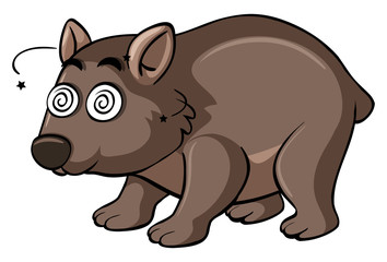Wombat with dizzy face