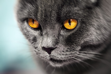 Closeup of beautiful luxury gorgeous grey british cat with vibrant eyes. Selective focus.