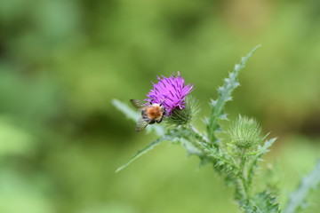 Пчела трудяга собирает нектар на цветке
