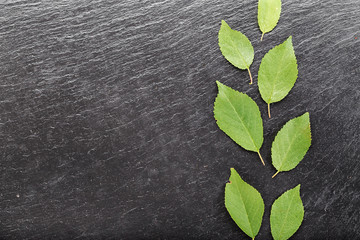 Sweet cherry leaves space for text