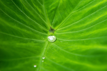 Water drops on leaves
