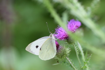 Красивая бабочка сидит на цветке и собирает нектар