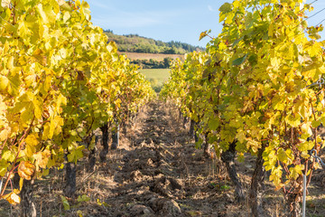 Obraz premium vigne en automne