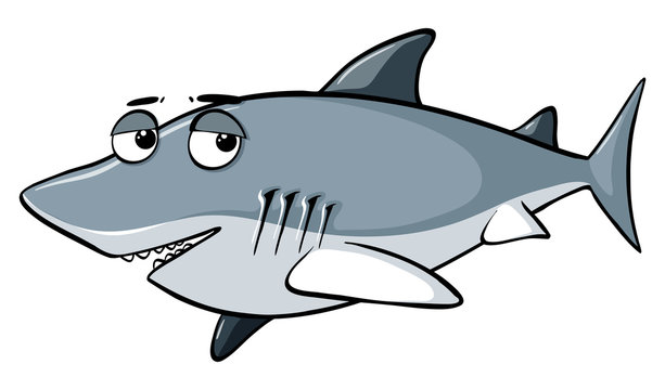 Gray shark on white background