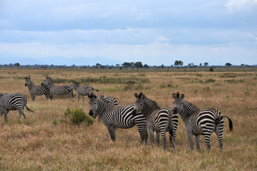 Fototapeta na wymiar Troupeau de zèbres, Tanzanie