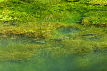 shoal of big fish swimming in boggy water