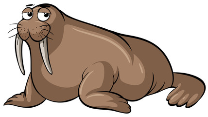 Sleepy walrus on white background