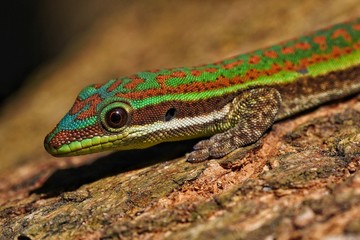 Day gecko close-up in its natural habitat