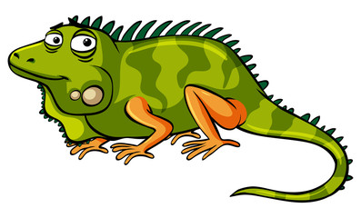 Fototapeta premium Green iguana on white background