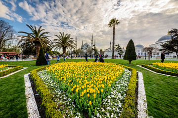 Traditional tulip Festival in Sultanahmet Square,Park,with view of Hagia Sophia,a Greek Orthodox Christian patriarchal basilica (church) on background and colorful tulips on foreground