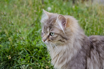 Naklejka na ściany i meble Portrait of a cat on a grass background