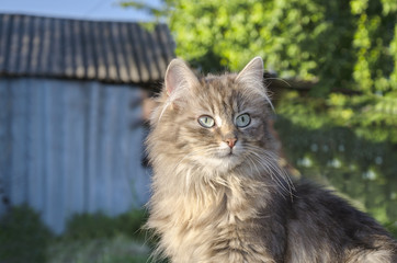 Portrait of a cat on a grass background