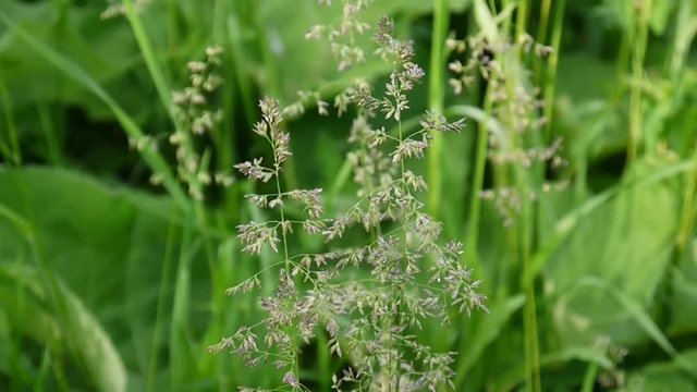 Common meadow grass in a field Poa pratensis . Conical panicles The plant is also called Kentucky bluegrass.