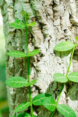 Fototapeta premium Abstract image of fresh green leaf texture leaves in nature