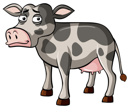 Gray cow with sad face