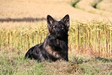 schäferhund im kornfeld