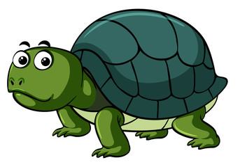 Green turtle on white background