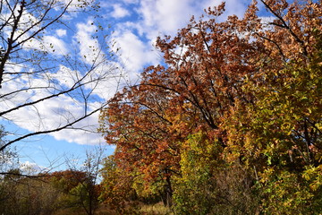 золотая осень в лесу