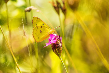 Golden Acht, nahe einer Falle einer Wespenspinne