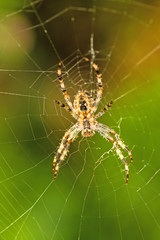 Kreuzspinne, Araneus diadematus,  im Netz