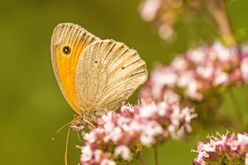 Obraz premium Ochsenauge, Maniola jurtina, auf wildem Origano
