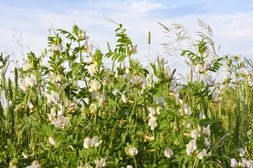 Obraz premium Colorful meadow with flowers close up against the sky. Meadow on a clear summer day.