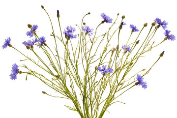Bouquet of blue cornflowers on a white background