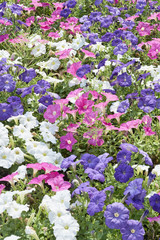 Obraz premium 花壇のペチュニア