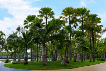 Fototapeta na wymiar Palm tree at the park