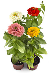 Beautiful pink, yellow, white and red zinnia fowerheads, Zinnia Elegans, in flower pot with green leaves. Close up view of zinnia flowers