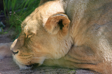 Lionne endormie, Zoo de Paris Vincennes