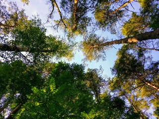 Wald in Brandenburg