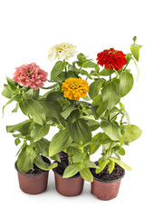 Beautiful colorfull zinnia flowers, Zinnia Elegans, in flower pot with green leaves. Close up view of zinnia flowers