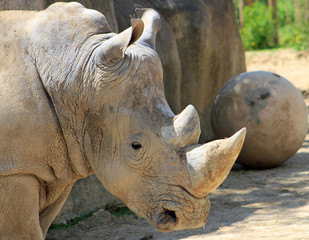 Fototapeta premium Rhinocéros, Zoo de Paris Vincennes