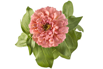 Pink zinnia flower, Zinnia Elegans, in flower pot with green leaves. Close up view of zinnia flowers - obrazy, fototapety, plakaty